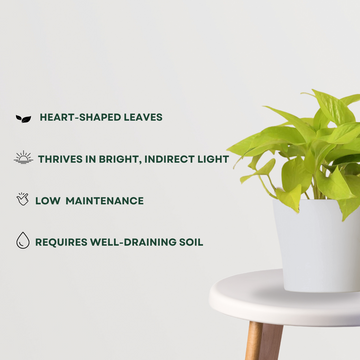 Golden pothos - money plant